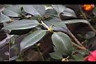 Camellia sp03.JPG